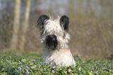 SKYE TERRIER 097